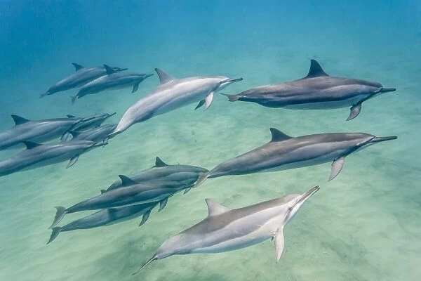 Hawaiian spinner dolphins (Stenella longirostris), AuAu Channel, Maui, Hawaii, United States of America, Pacific