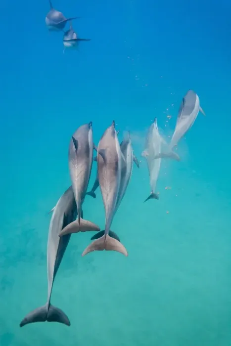 Framed Print : Hawaiian spinner dolphins (Stenella longirostris), AuAu Channel, Maui, Hawaii, United States of America, Pacific Framed Print : Hawaiian spinner dolphins (Stenella longirostris), AuAu Channel, Maui, Hawaii, United States of America, Pacific
