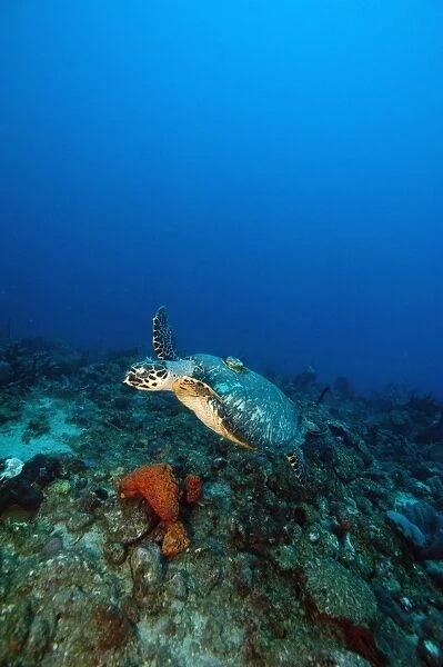 Hawksbill turtle (Eretmochelys) with a tracking device on its back, Dominica, West Indies, Caribbean, Central America