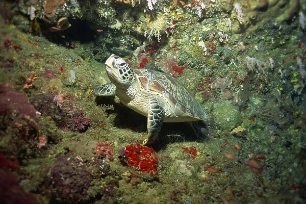 Hawksbill turtle resting on ledge of reef
