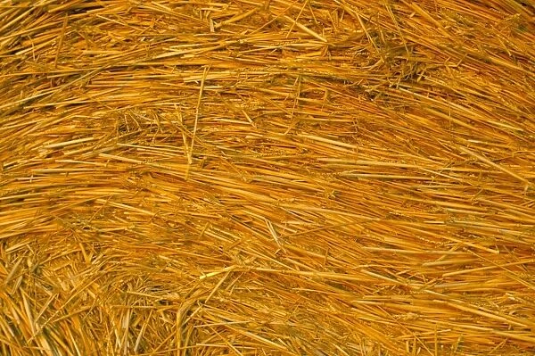 Detail of hay bale, Crete Senesi, Siena province, Tuscany, Italy, Europe