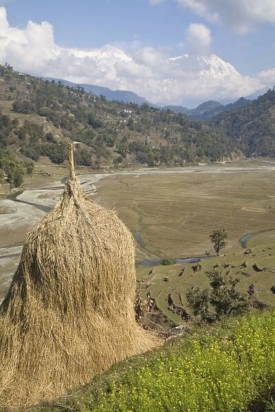 Hay bale, Sikles trek, Pokhara, Nepal, Asia