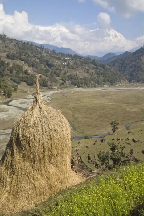 Framed Print : Hay bale, Sikles trek, Pokhara, Nepal, Asia Framed Print : Hay bale, Sikles trek, Pokhara, Nepal, Asia