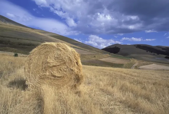Framed Print : Hay bale, Umbria, Italy, Europe Framed Print : Hay bale, Umbria, Italy, Europe