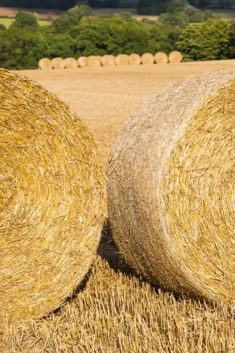 Framed Print : Hay bales in The Cotswolds, Longborough, Gloucestershire, England, United Kingdom, Europe Framed Print : Hay bales in The Cotswolds, Longborough, Gloucestershire, England, United Kingdom, Europe