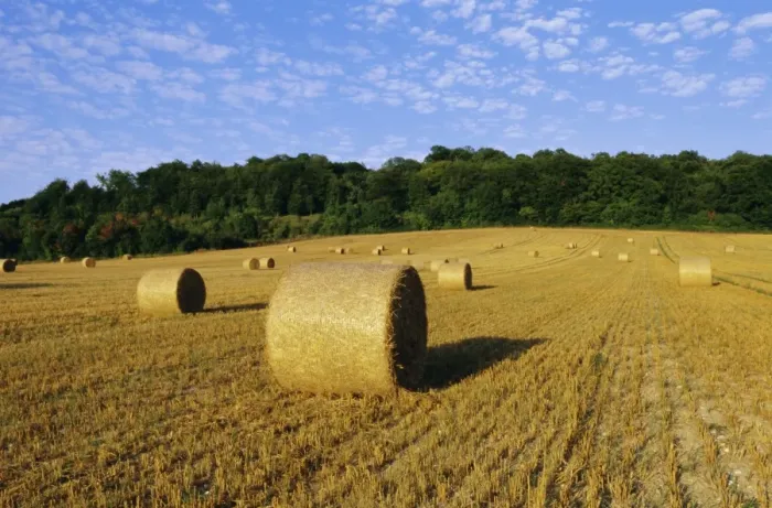 Framed Print : Hay bales in a field in late summer, Kent, England, UK, Europe Framed Print : Hay bales in a field in late summer, Kent, England, UK, Europe