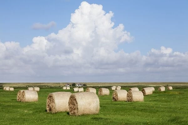Hay bales on a meadow, Eiderstedt Peninsula, Schleswig Holstein, Germany, Europe