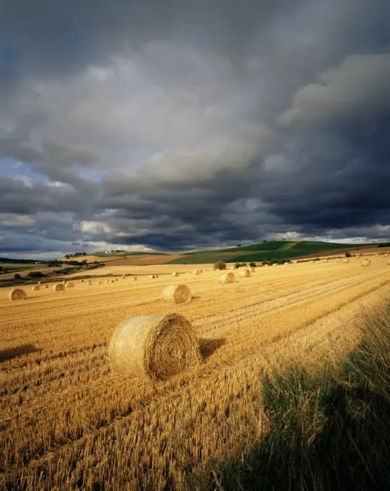 Framed Print : Hay bales, near Avoch Framed Print : Hay bales, near Avoch