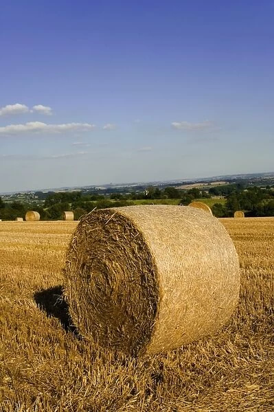 Hay bales, seen from the Cotswolds Way footpath, The Cotswolds, Gloucestershire