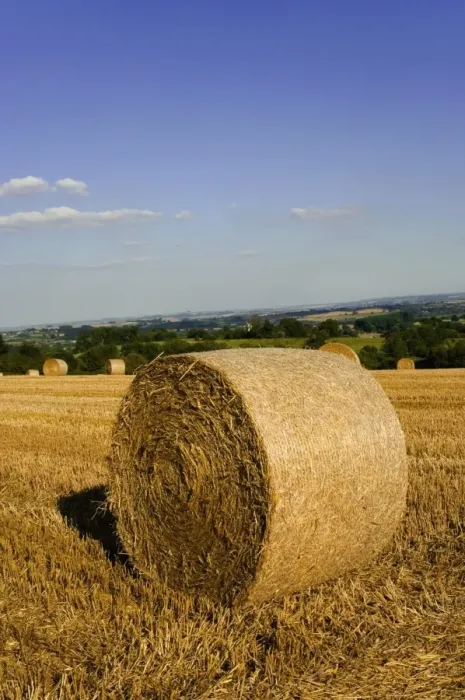Framed Print : Hay bales, seen from the Cotswolds Way footpath, The Cotswolds, Gloucestershire Framed Print : Hay bales, seen from the Cotswolds Way footpath, The Cotswolds, Gloucestershire