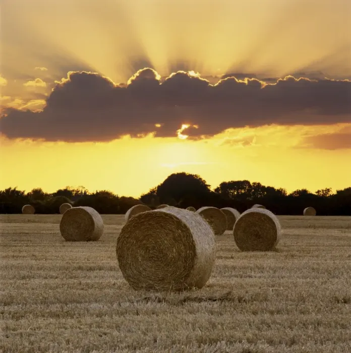 Framed Print : Hay bales at sunset, East Sussex, England, United Kingdom, Europe Framed Print : Hay bales at sunset, East Sussex, England, United Kingdom, Europe