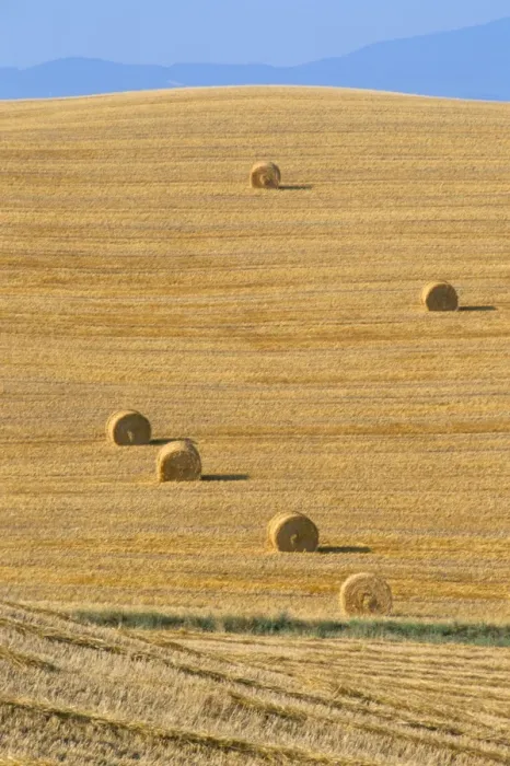 Framed Print : Hay bales, Val d Orcia, Siena province, Tuscany, Italy, Europe Framed Print : Hay bales, Val d Orcia, Siena province, Tuscany, Italy, Europe