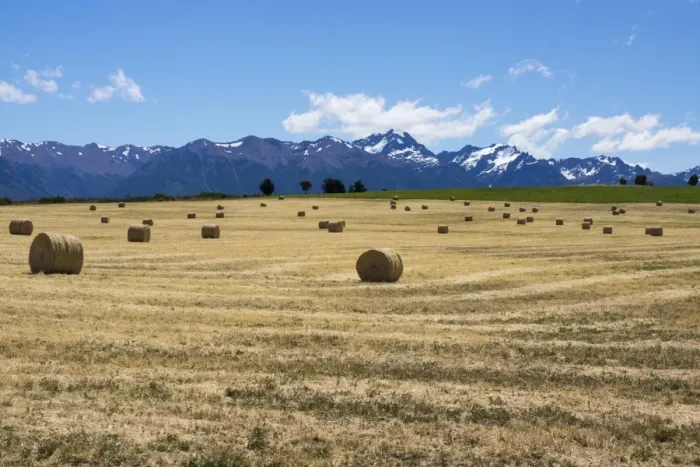 Framed Print : Hay field in the landscape, Patagonia, Argentina, South America Framed Print : Hay field in the landscape, Patagonia, Argentina, South America