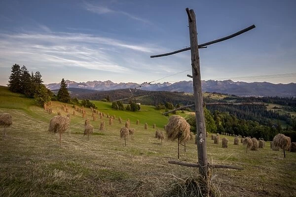 Hay stooks in foothills of Carpathian Mountains on outskirts of Bukowina Tatrzanska village
