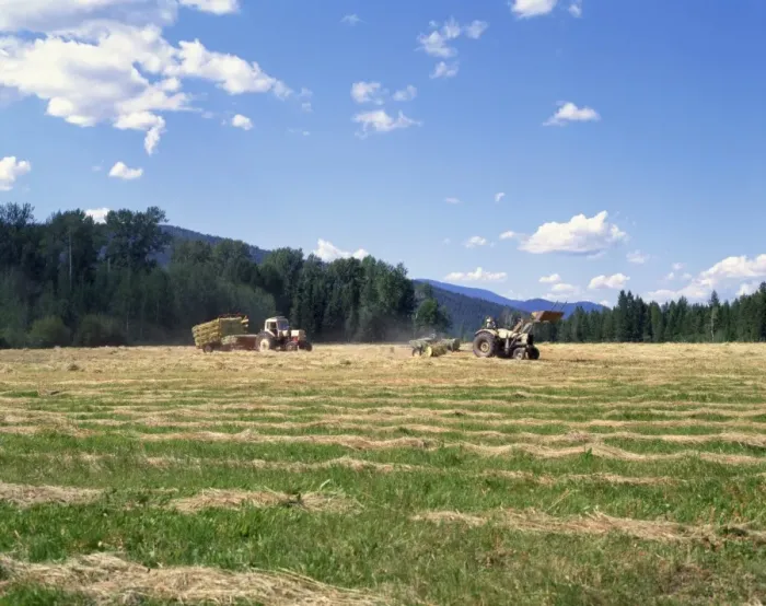 Framed Print : Haymaking, British Columbia, Canada, North America Framed Print : Haymaking, British Columbia, Canada, North America
