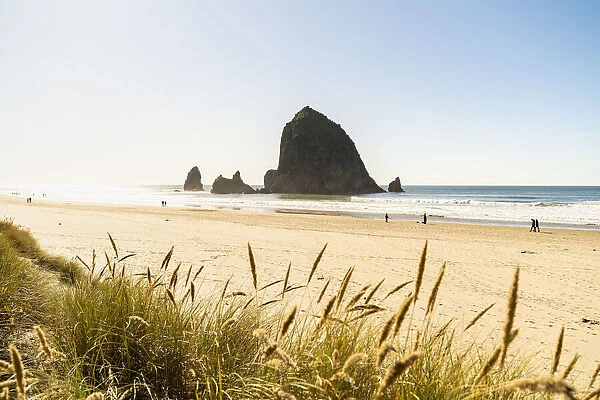 Haystack Rock and The Needles, with Gynerium spikes in the foreground, Cannon Beach