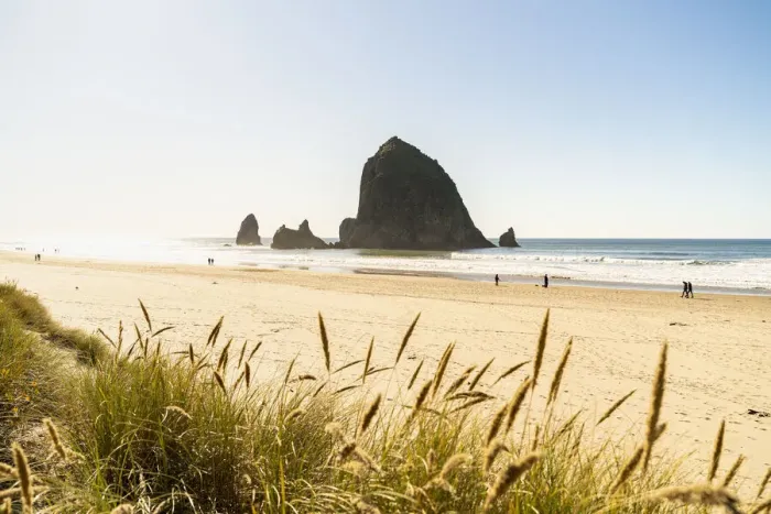 Framed Print : Haystack Rock and The Needles, with Gynerium spikes in the foreground, Cannon Beach Framed Print : Haystack Rock and The Needles, with Gynerium spikes in the foreground, Cannon Beach