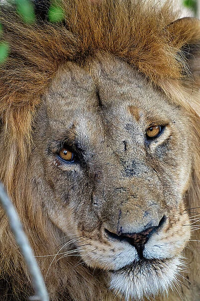 Head of an adult male Lion (Panthera leo) in the Maasai Mara, Kenya, East Africa, Africa