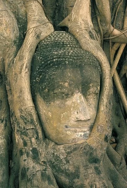 Head of Buddha statue overgrown with tree roots