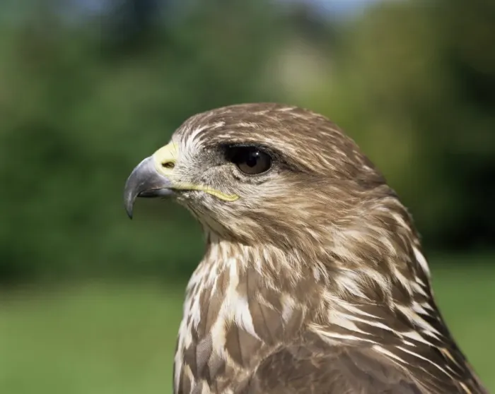 Framed Print : Head of a buzzard Framed Print : Head of a buzzard