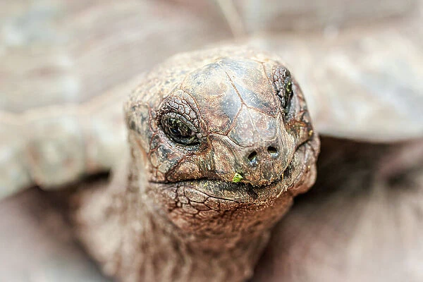 Head of a giant tortoise, Prison Island, Zanzibar, Tanzania, East Africa, Africa