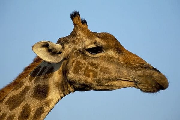 Head of a giraffe (Giraffa camelopardalis)