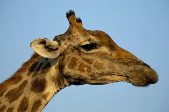Framed Print : Head of a giraffe (Giraffa camelopardalis) Framed Print : Head of a giraffe (Giraffa camelopardalis)