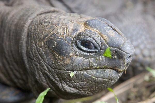 Head of Seychelles giant tortoise (Geochelone gigantea) at the Jardin du Roi spice garden near Anse Royale, Anse Royale district, Island of Mahe