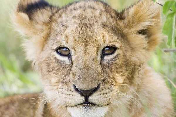 Head on shot of lion cub (Panthera leo) looking at camera