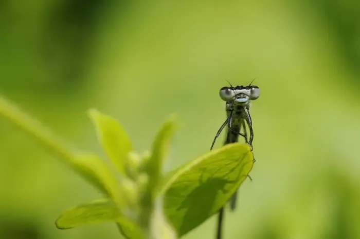 Framed Print : Head on view of a male Azure Damselfly (Coenagrion puella) casting shadow on a leaf, Wiltshire, England, United Kingdom, Europe Framed Print : Head on view of a male Azure Damselfly (Coenagrion puella) casting shadow on a leaf, Wiltshire, England, United Kingdom, Europe