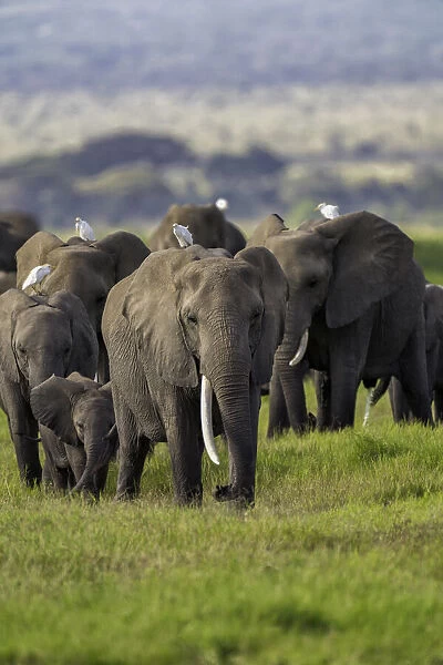 A heard of Elephants (Loxodonta africana), in Amboseli National Park, Kenya, East Africa