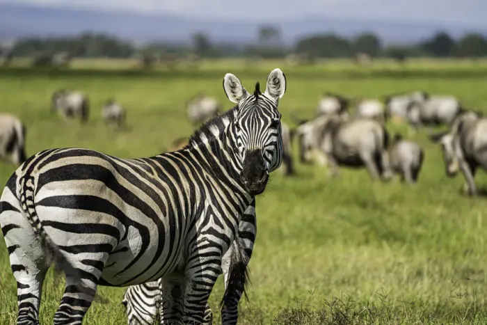 Framed Print : A heard of Zebra (Equus quagga), Amboseli National Park, Kenya, East Africa, Africa Framed Print : A heard of Zebra (Equus quagga), Amboseli National Park, Kenya, East Africa, Africa