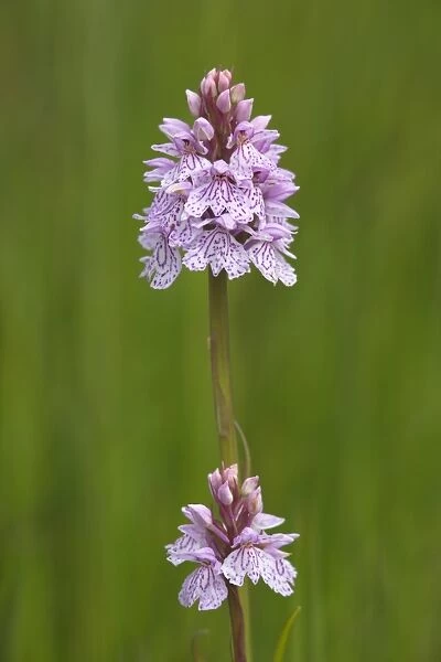 Heath spotted orchid (Dactylorhiza maculata)