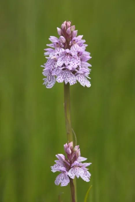 Framed Print : Heath spotted orchid (Dactylorhiza maculata) Framed Print : Heath spotted orchid (Dactylorhiza maculata)
