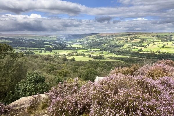 Heather in Bloom on Guise Cliff Overlooking Nidderdale