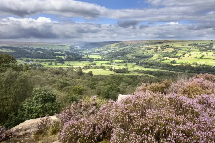 Framed Print : Heather in Bloom on Guise Cliff Overlooking Nidderdale Framed Print : Heather in Bloom on Guise Cliff Overlooking Nidderdale