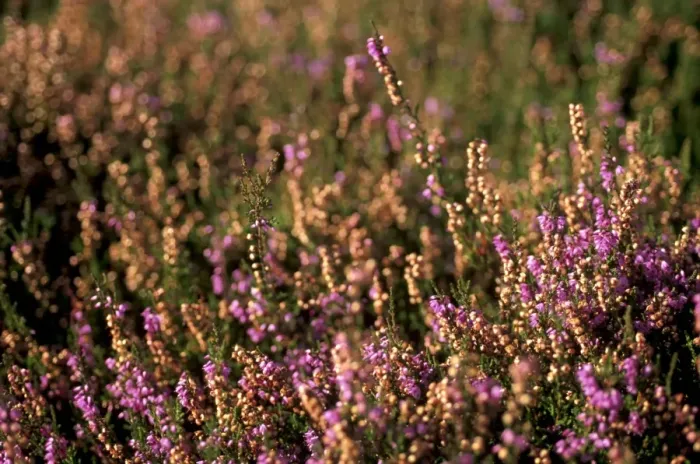 Framed Print : Heather (Calluna vulgaris) on slope of Yorkshire Dales National Park, Yorkshire Framed Print : Heather (Calluna vulgaris) on slope of Yorkshire Dales National Park, Yorkshire