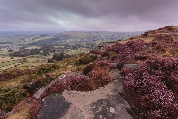 Heather on Curbar Edge at dawn with Curbar and distant Calver villages, late summer, Peak District, Derbyshire, England, Europe