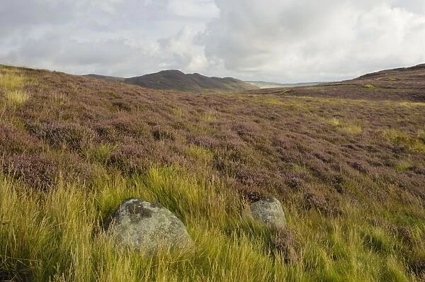 Heather on the Galloway Hills, Castramont Hill looking towards Craig of Grobdale, Dumfries and Galloway, Scotland, United Kingdom, Europe