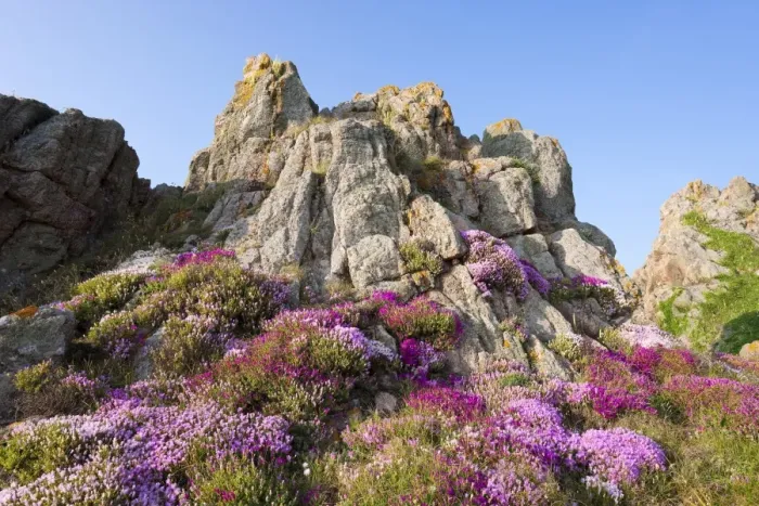 Framed Print : Heather and gorse on a rocky outcrop, Jersey, Channel Islands, United Kingdom, Europe Framed Print : Heather and gorse on a rocky outcrop, Jersey, Channel Islands, United Kingdom, Europe
