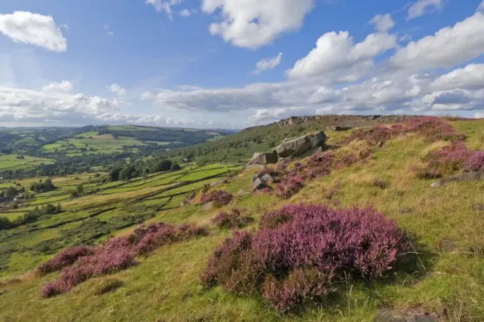 Framed Print : Heather moorland, Baslow Edge near Curbar, Peak District National Park Framed Print : Heather moorland, Baslow Edge near Curbar, Peak District National Park