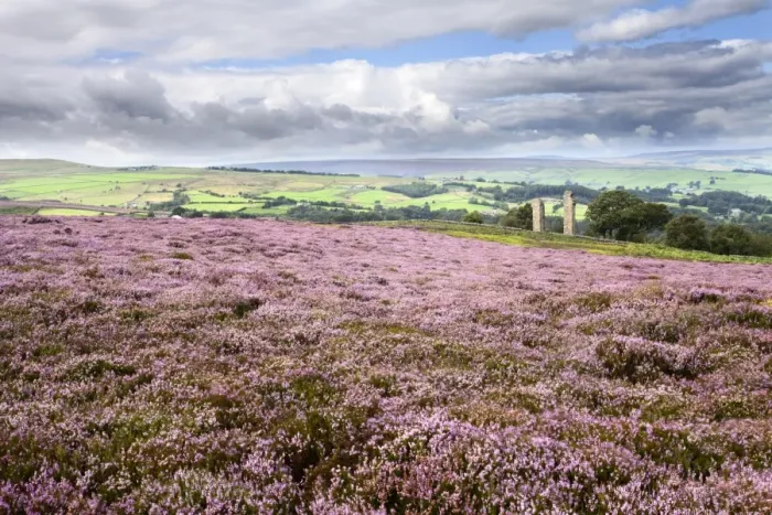 Framed Print : Heather Moorland and Yorkes Folly near Pateley Bridge, Yorkshire, England, United Kingdom, Europe Framed Print : Heather Moorland and Yorkes Folly near Pateley Bridge, Yorkshire, England, United Kingdom, Europe