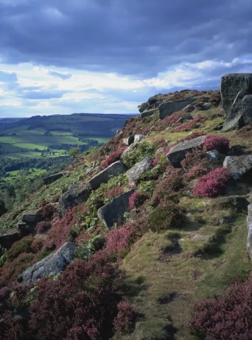 Framed Print : Heather and rocky terrain, Froggatt Edge, Derbyshire, England, United Kingdom, Europe Framed Print : Heather and rocky terrain, Froggatt Edge, Derbyshire, England, United Kingdom, Europe