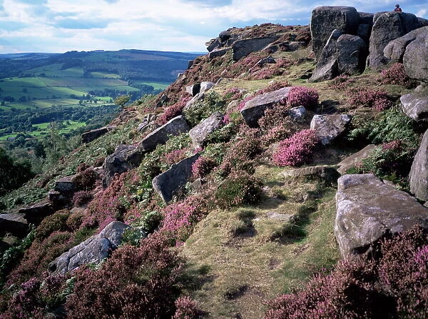 Heather and rocky terrain, Froggatt Edge, Derbyshire, England, United Kingdom, Europe