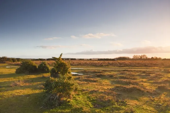 Framed Print : The heathland of the New Forest at the end of a winters day, Hampshire, England, United Kingdom, Europe Framed Print : The heathland of the New Forest at the end of a winters day, Hampshire, England, United Kingdom, Europe