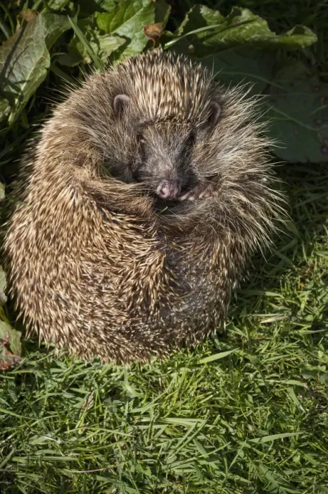 Framed Print : Hedgehog (Erinaceinae), Devon, England, United Kingdom, Europe Framed Print : Hedgehog (Erinaceinae), Devon, England, United Kingdom, Europe