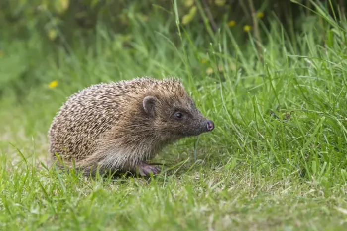 Framed Print : Hedgehog (Erinaceus europaeus), captive, United Kingdom, Europe Framed Print : Hedgehog (Erinaceus europaeus), captive, United Kingdom, Europe