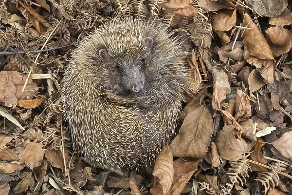 Hedgehog (Erinaceus europaeus) in autumn leaves, captive, United Kingdom, Europe