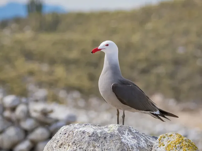 Framed Print : Heermann's gull (Larus heermanni), at breeding colony on Isla Rasa, Baja California, Sea of Cortez, Mexico, North Anerica