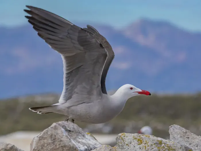 Framed Print : Heermann's gull (Larus heermanni), at breeding colony on Isla Rasa, Baja California, Sea of Cortez, Mexico, North Anerica